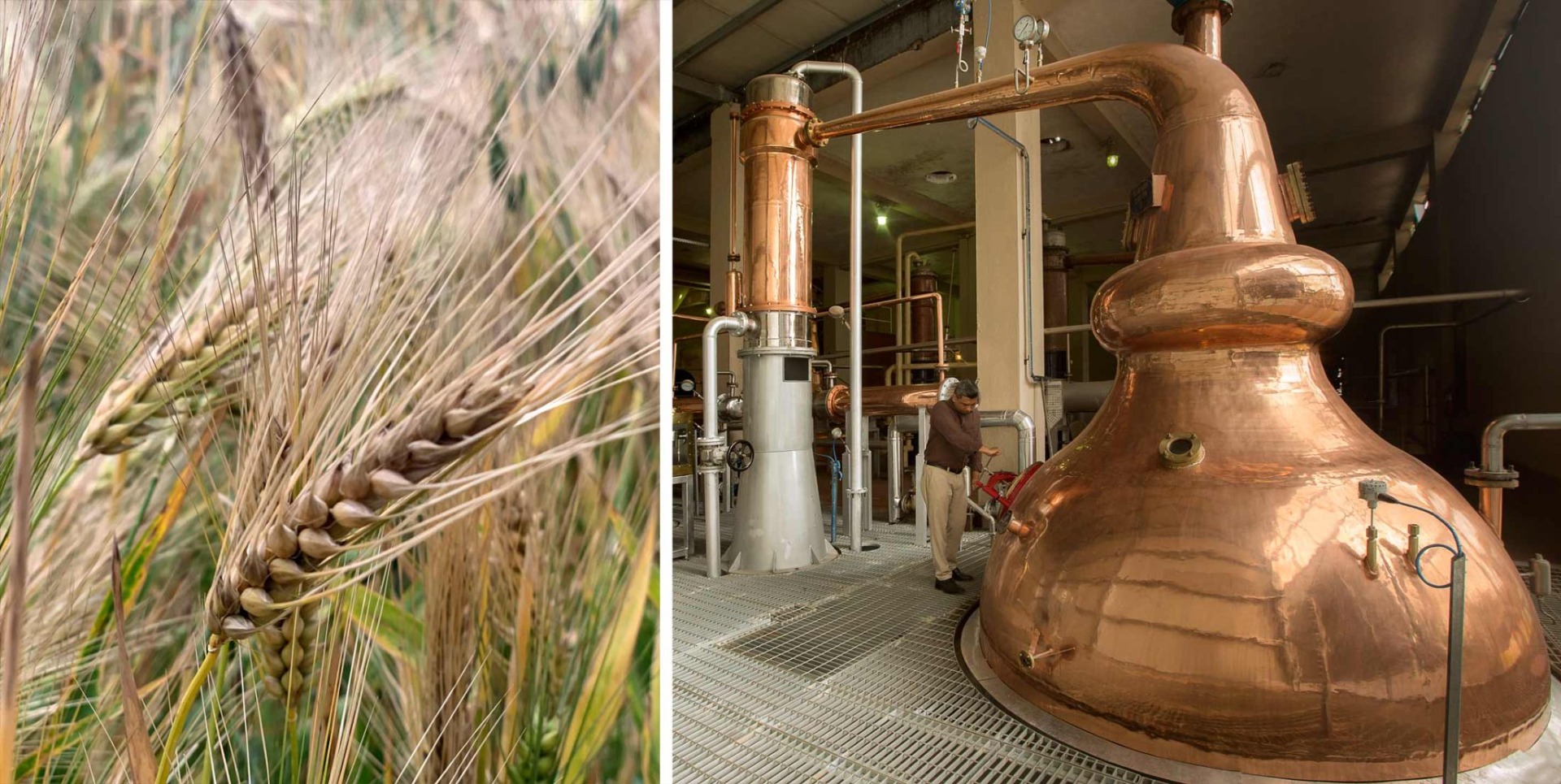 Paul John gör sin whisky på sexradigt korn odlat vid foten av Himayala. De bylsiga kopparpannorna är gjorda i Indien.