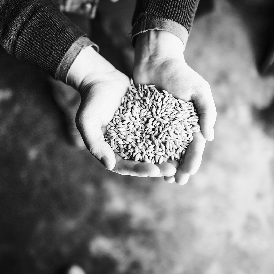 Något av det korn som ligger till grund för en årlig produktion på nära fem miljoner liter.