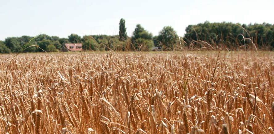 Europeiska destillerier får inte längre kalla sin rågwhisky för 'Rye Whisky'.