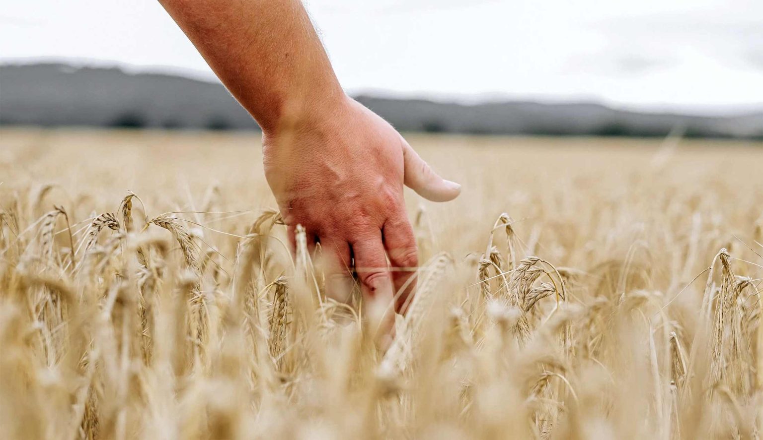 Aberargie odlar sitt eget Golden Promise-korn på gården Netherton. En gammal kornsort som ger whiskyn rikare, oljigare smak.
